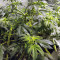 Supercheese Express Auto Seeds