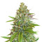Sweet Pure Auto CBD (Sweet Seeds)