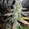 Sweet ZZ (Sweet Z) Seeds