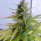 Tangerine Auto (Xtreme Seeds)