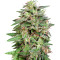 White Widow feminized seeds (Big Head Seeds)