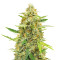 Auto Cinderella Jack (Dutch Passion)