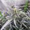 Auto GG#4 Original Glue F1 Seeds (Seedkeepers)