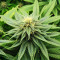 Blue Dream-Samen (Herbies Seeds)