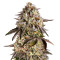 Blue Sunset Sherbert strain