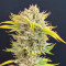 Chocolope (Herbies Seeds)