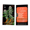Graines de cannabis El Alquimista (Samsara Seeds)