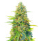 GG #4 Original Glue Fast Version เมล็ดพันธุ์สตรี (EGS)