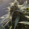 King’s Kush Auto CBD (GHS)