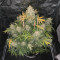 Original Auto OG Kush Seeds