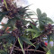 Purple Bud Seeds