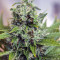 Purple Bud Seeds