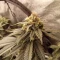Gelato 33 | Strain information | Seeds for sale | Customer reviews