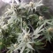 Tangie'matic Seeds