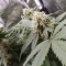 Tangie'matic Seeds