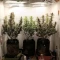 Gorilla Cookies Seeds