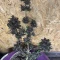 Vente de graines de cannabis LSD-25 Auto (Fast Buds)