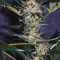 Amnesi-K Lemon Feminized Cannabis Seeds for Sale