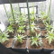 Acquista semi femminizzati Royal Gorilla di Royal Queen Seeds