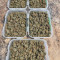 Sementes de maconha fem da Auto Northern Lights Original para venda