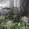 Cookies Gelato Seeds (Royal Queen Seeds) - Cannabis Strain Seeds for Sale