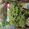 Godfather OG (Herbies Seeds)