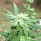 Achetez des graines féminisées Grandmommy Purple par Herbies Seeds