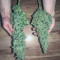 Big Bang Seeds