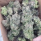 Sementes de maconha Triple G fem para venda