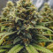 Vente de graines de cannabis Northern Light (RQS)