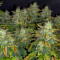 Stardawg auto fem: seeds for sale, strain information and customer reviews