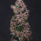 Buddha Purple Kush Auto feminized seeds for sale: information and reviews