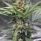 Vente de graines de cannabis Kosher Cake Auto (Fast Buds)