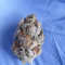Runtz Muffin Seeds (Barney’s Farm)