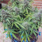 Buddha Syrup Seeds - Cannabis Strain Seeds for Sale