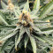 Vente de graines de cannabis Super Lemon Haze (GHS)