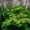 Acquista i semi di Tangerine Dream Auto fem di Barney's Farm