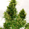 Vente de graines de cannabis Sweet Pure Auto CBD (Sweet Seeds)