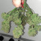 Mexican Airlines Auto (Fast Buds)