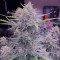 Achetez des graines féminisées Purple Juice Auto par Herbies Seeds