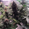Vente de graines de cannabis LSD-25 Auto (Fast Buds)