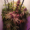 Critical Kush Seeds (Barney's Farm)
