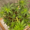 Critical Kush Seeds (Barney's Farm)