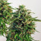 Snow Storm #2 Auto feminized seeds