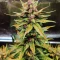 Blackberry Moonrocks Auto Seeds (AlphaFem Seeds)