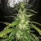 Blue Dream Seeds (Blimburn Seeds)