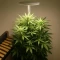 Café Racer Auto Seeds