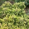Crop Doctor CBD feminized seeds
