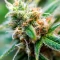 Graines de cannabis Edam Bomb (Cheese Bomb) (Bomb Seeds)