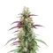 Gator Breath Seeds